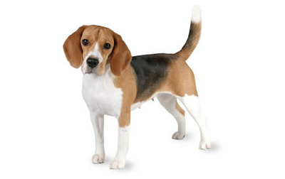 Max 400 beagle